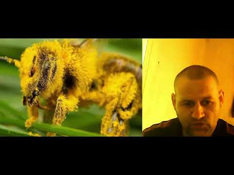 Видео: Ціни на Бджолопакети.Купляти чи ні.05.04.2022.Куди краще потратити гроші для Бджілок!