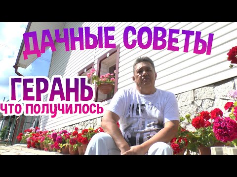 Видео: ДАЧНЫЕ СОВЕТЫ - ЛУЧШИЙ СПОСОБ РАЗМНОЖЕНИЯ ГЕРАНИ часть 4 /ЧТО ПОЛУЧИЛОСЬ/