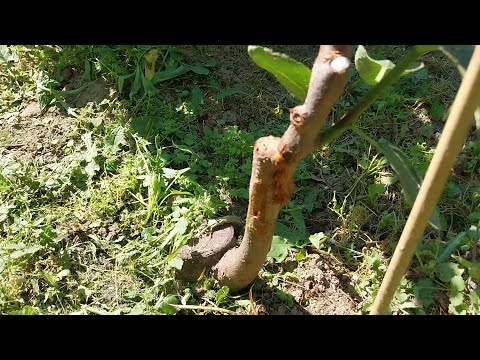 Видео: Развитие присадки 2023, част 3, оформяне втори етаж