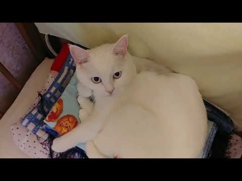 Видео: VLOG КОШКИ: СНИМАЕМ ШВЫ МУСЬКЕ, РЕЗУЛЬТАТЫ ГИСТОЛОГИИ КОШКИ