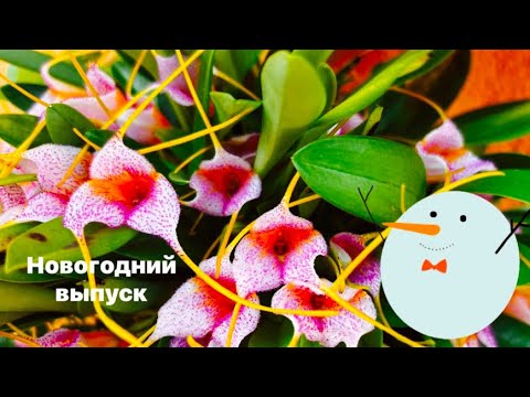 Видео: Обзор цветов в декабре. Кто цветет из орхидей? Цветение толстянки.