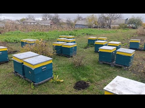 Видео: Продовжуємо обробіток бджіл від кліща. 