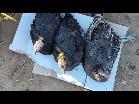 Видео: 5 НОЯБР 2025 ЖЫЛ КАРАОЗЕК ТАУЫК БАЗАР