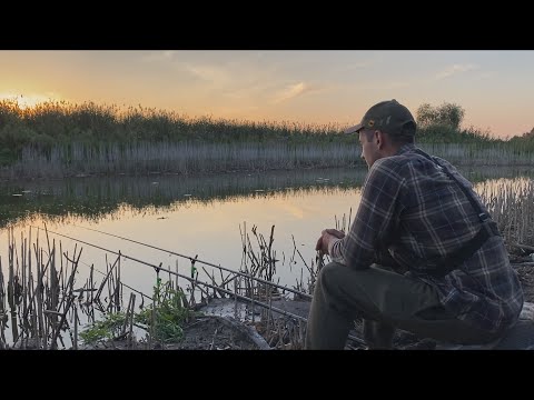 Видео: ТАКОГО Я НЕ ЧЕКАВ! Ловля коропа і карася в СУХОМУ БОЛОТІ!