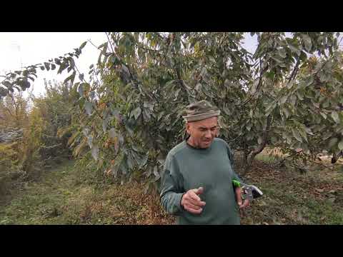 Видео: Чаман кучасида узум кесиш ва абрезка иши.