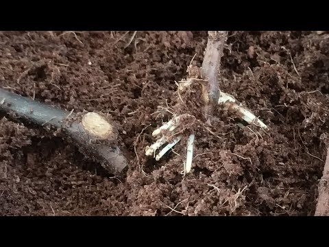 Видео: Проращивание / укоренение черенков винограда. Не прорастают корни. Что важно знать?