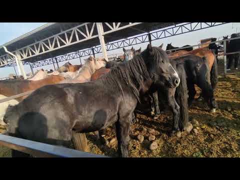 Видео: Жылкы базар ат базар сокулук мал БАЗАРЫ 
