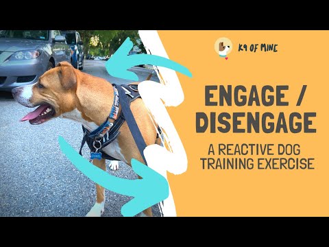 Видео: Смотри и не смотри - агрессивная дрессировка собак