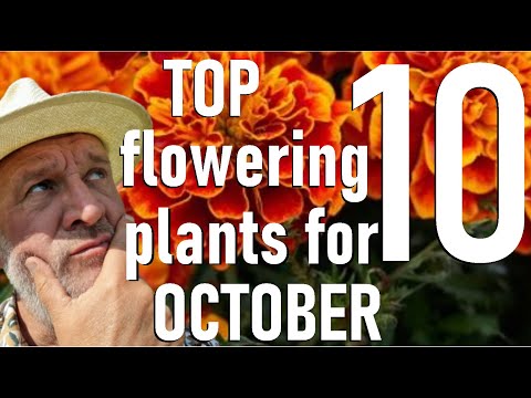 Видео: Десять лучших цветущих растений октября