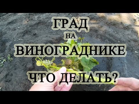 Видео: Град на винограднике. Что делать?