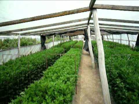 Видео: Выращивание хризантемы Часть 6