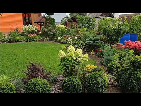 Видео: Правильно посадила,красоту получила 💁🌼🌼🌼
