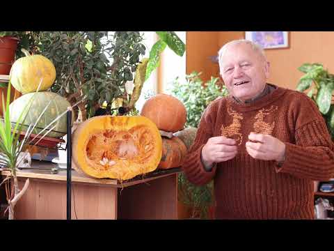 Видео: Как вырастить большой урожай гигантских тыкв на севере.