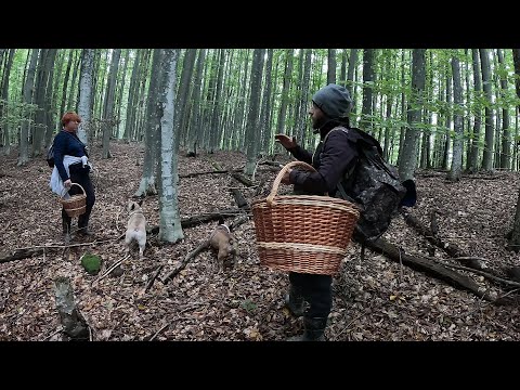 Видео: Боровий КОРОЛЬ Білих ГРИБІВ! ОЧІ НЕ ВІРЯТЬ ПОБАЧЕНОМУ!. ЙО! Вони ЯК намальовані!