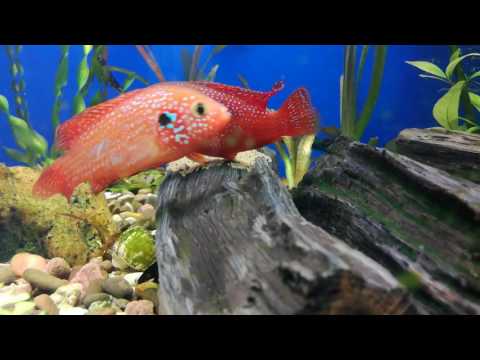 Видео: Хромис красавец нерест, икра.