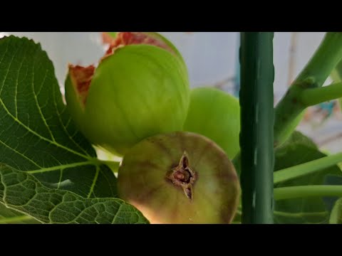 Видео: Инжир:Vasilika,Bianka,VdS,BNR,Ice Crystal,Col de Dame,Grees de Lien,Cyprus Black,Madeleine 2 S Fig.