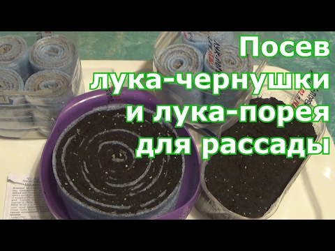 Видео: Разные способы посева лука-чернушки и лука-порея. В улитки (самокрутки), в грунт, на бумагу