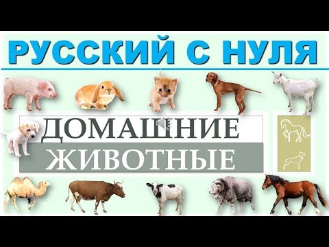 Видео: Русский язык с нуля. Домашние животные. РКИ для всех