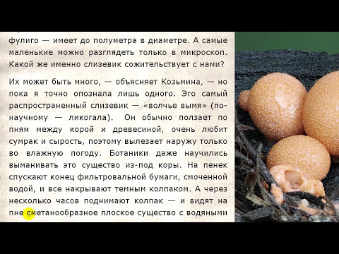 Видео: Роль грибов в организме. Паразиты или симбиоты?