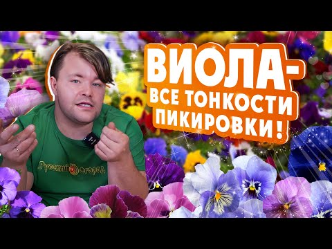 Видео: #ВИОЛА - ВСЕ ТОНКОСТИ ПИКИРОВКИ! Правила #пикировки виолы