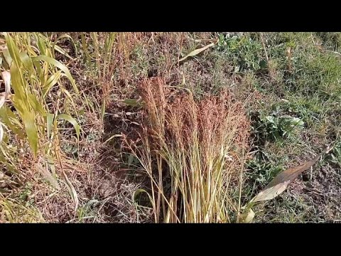 Видео: Як зберігаю фізаліс суничний, посадка малини, збираю віничне сорго, осіння пересадка квітів