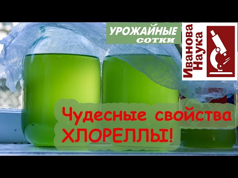 Видео: Не забудьте о хлорелле!!!! Все нюансы использования и выращивания хлореллы дома.