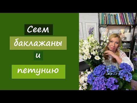 Видео: Сеем баклажаны и петунию