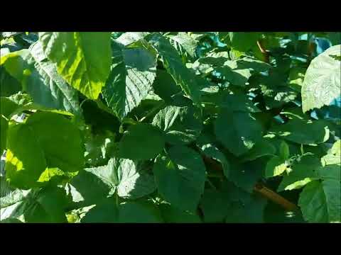 Видео: Белые бабочки? Не паникуем! Методы борьбы с боярышницей