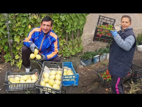 Видео: Виждали ли сте мексиканска краставица? Есенна магия и последна реколта от нашата градина на село!