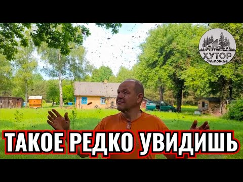 Видео: ОХОТНИКИ ЗА СЛАДОСТЯМИ. ОТ БРОДЯЧЕГО РОЯ ДО ДОМАШНЕГО. ПОВЕЗЛО ЗАСНЯТЬ РЕДКОЕ ЯВЛЕНИЕ.