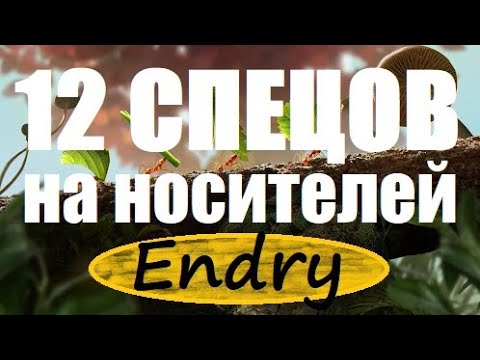 Видео: the ants underground kingdom — 12 специальных муравьев на носителей, как их правильно расставить