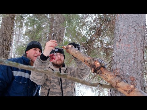 Видео: Мы в тайге. Установка капканов КА-2У