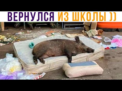 Видео: КОГДА ВЕРНУЛСЯ ДОМОЙ))) Приколы | Мемозг 783