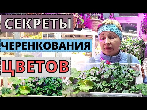 Видео: ЧЕРЕНКИ ЦВЕТОВ - почему не приживаются и не растут? Учитываем СЕКРЕТЫ черенкования