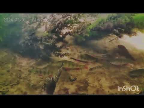 Видео: Где прячется окунь