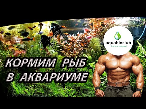 Видео: Корм и кормление рыб в аквариуме.