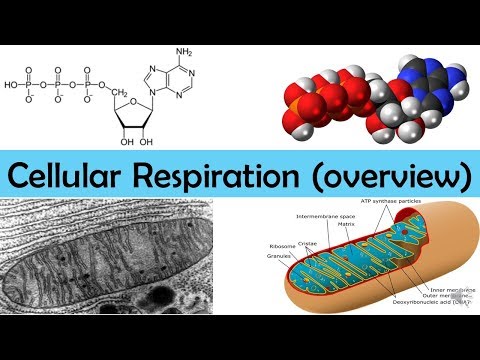 Видео: Обзор клеточного дыхания
