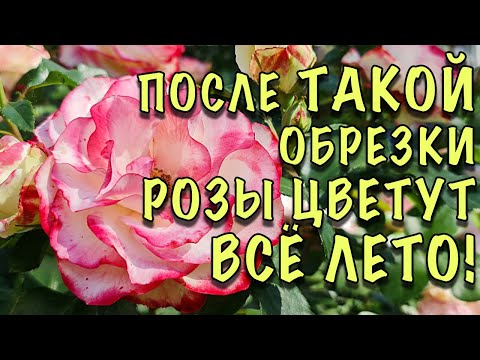 Видео: ОШИБКИ, ИЗ-ЗА КОТОРЫХ РОЗЫ УЖАСНО ЦВЕТУТ! Как ПРАВИЛЬНО обрезать розы ЛЕТОМ ПОСЛЕ ЦВЕТЕНИЯ