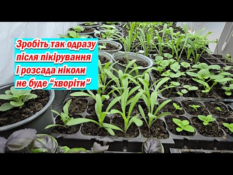 Видео: Розсада навіть не помітить пікіровки, якщо одразу так зробити!