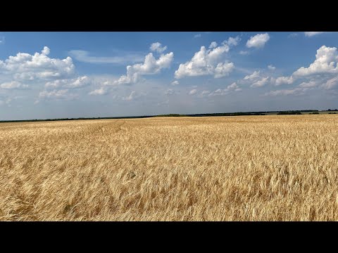 Видео: 8.07.2022 г. Жнива ярого ячменю Адапт. Прямий посів.