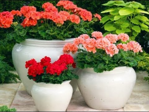 Видео: Герань ( Пеларгония ) Мифы о Больших Горшках😉
