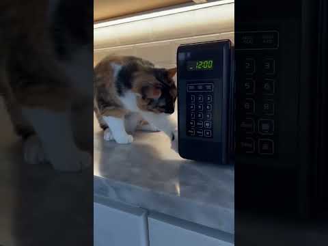 Видео: ПУШИСТЫЙ БУЙСТВО: Кот-разрушитель в действии! 😼💥