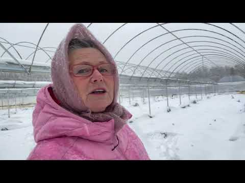 Видео: Первый настоящий снег- самый лучший утеплитель для ежевики 08.11.2025.