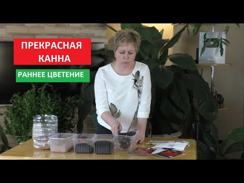 Видео: СЕЗОН 2020: ПРЕКРАСНАЯ КАННА - добиваемся раннего цветения!