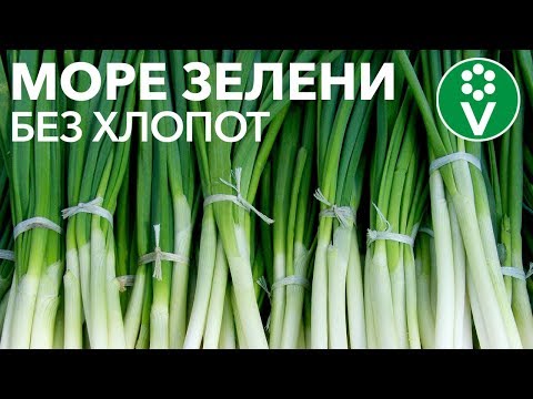 Видео: Как вырастить ЛУК НА ПЕРО без земли и подсветки?