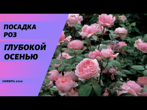 Видео: Посадка роз глубокой осенью. Ноябрь 2020.