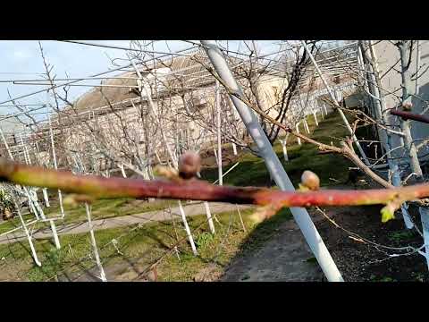 Видео: КУРЧАВОСТЬ ЛИСТЬЕВ ПЕРСИКА.У меня ее не было и не будет.Как избавиться от курчавости и монилиоза.