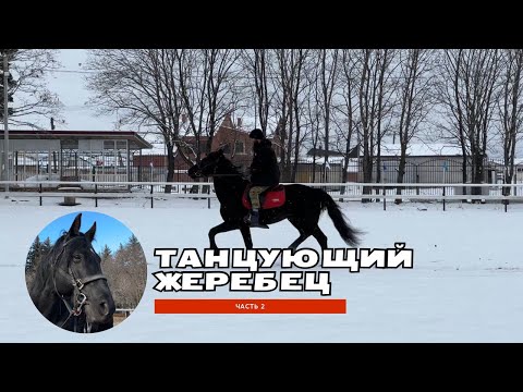 Видео: Танцующий жеребец. 2-ая часть. Вроде победили | Александр Обжерин