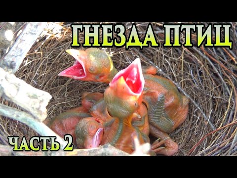 Видео: Гнезда птиц. Наблюдения за птенцами. Часть 2