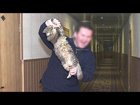 Видео: Все думали он просто сумасшедший, который принес усыпить кота, а оказалось...